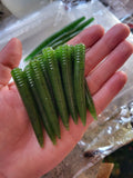 3in Ned worm